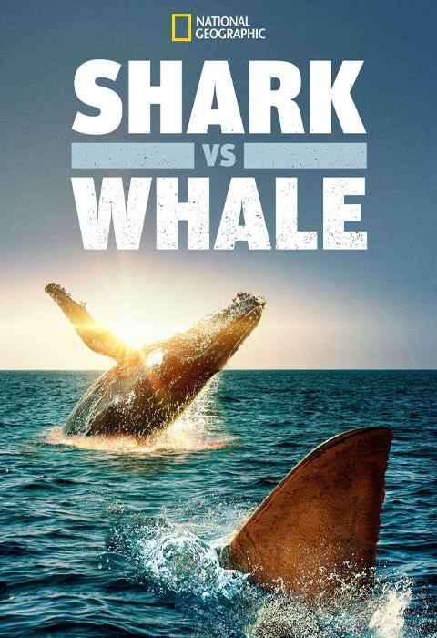 Shark vs Whale