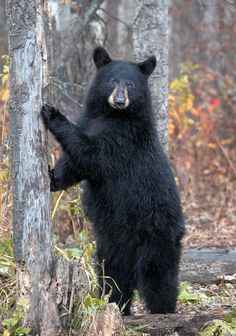Unknown bear